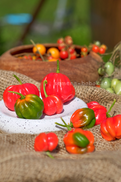 Перец острый Aji Dulce Rojo (Ахи Долче Рохо), 10 шт