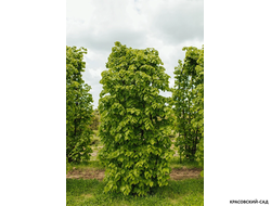 Топиар Арка из Липы мелколистной - Tilia cordata