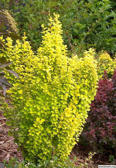 Барбарис Тунберга Maria