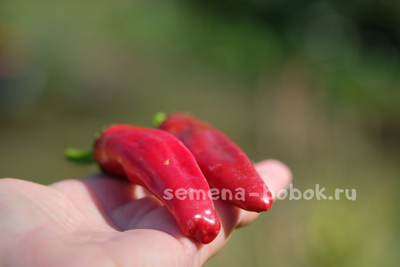 Перец острый Peperone Friariello, 10 шт