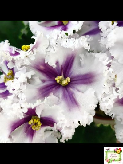 МТ-Сладкая Фантазия химерный спорт