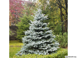 Ель колючая