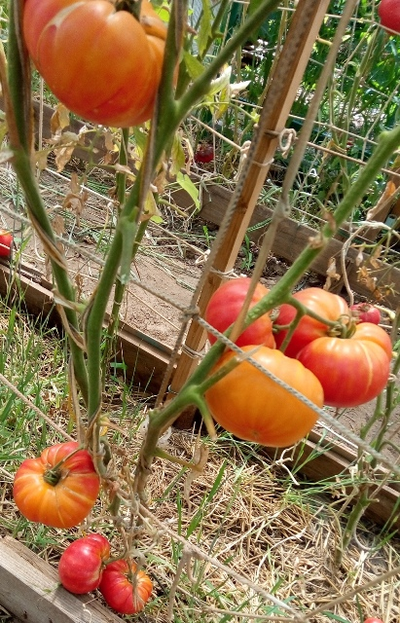 Томат Немецкий полосатый (Striped German)