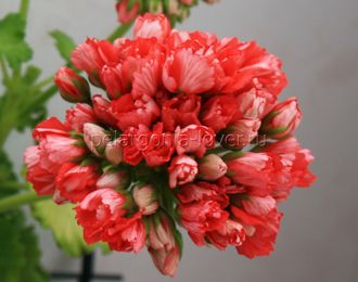 Fringed Patricia Andrea - пеларгония тюльпановидная - описание сорта, фото - купить черенок в Перми