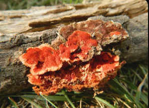 Антродия красный камфорный гриб. Купить лечебный гриб Антродия в грибной аптеке