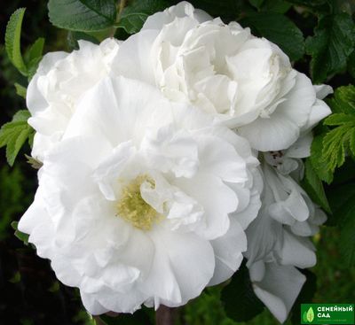 Роза "Marie Bugnet" (Мари Багнет)