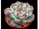 Echeveria Parva