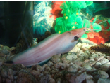 Клариус пятнистый, Ангольский, Нильский клариас (Clarias batrachus) (Walking Catfish’ ходячий сом)