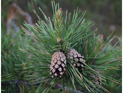 Гидролат Сосна обыкновенная (Pinus sylvestris) 100 мл