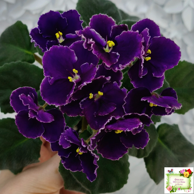 Mac's Black Pearl (G.McDonald) (лист посажен 01.11.25)