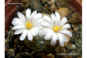 Mammillaria lenta