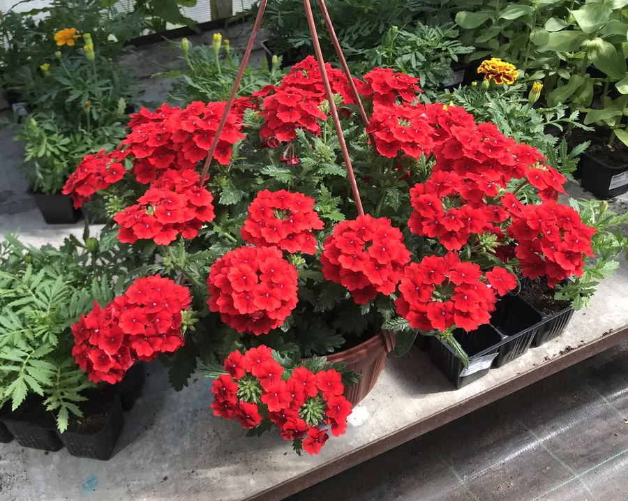 Вербена ампельная