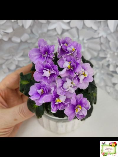 Fay's Madeleine (F. Wagman)