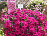 Fanfare  Ноt Rose (А 63)