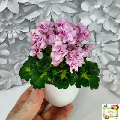 Goldilocks (L.Ray) (Голдилокс) (гёрл-лист с кроновой пестролистностью)