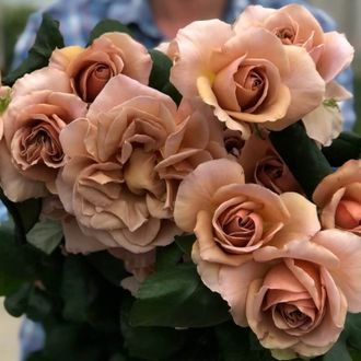 Кофе латте (Cafe Latte), De Ruiter