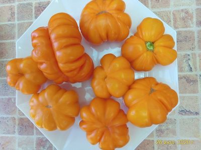 Томат Веселая соседка