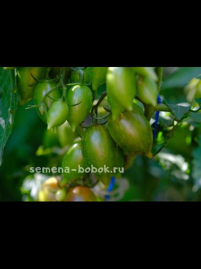 Томат Конфеты Сладкие Сосульки (Candy Sweet Icicle), 10 шт