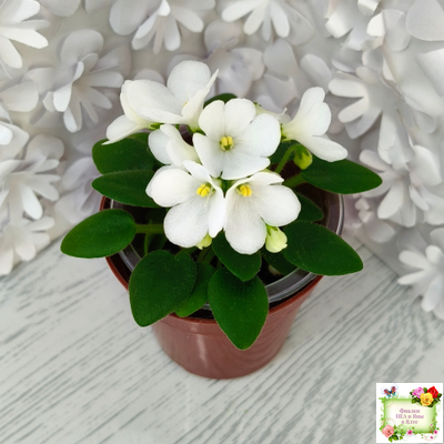 ЛЕ-Принцесса Лея (Е.Лебецкая) 2016 г.