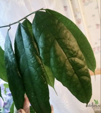 Ficus cerasiformis / Фикус Вишневидный