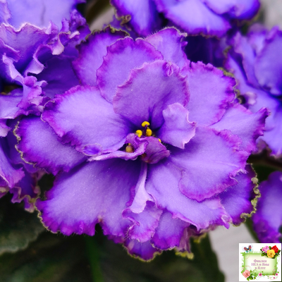 Blue Dragon (LLG/P.Sorano) (9516) 12/17/2005