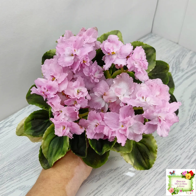 РС-Утренний Пляж (С. Репкина) 2020 г. (клакамас с кроновой пестролистностью)