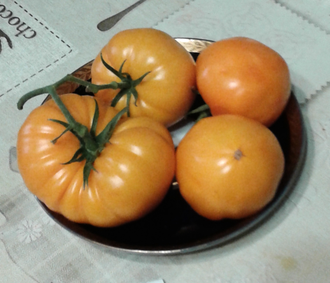 Семена томата Неифан