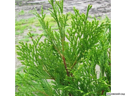 Туя Тип Топ - Thuja Tip Top