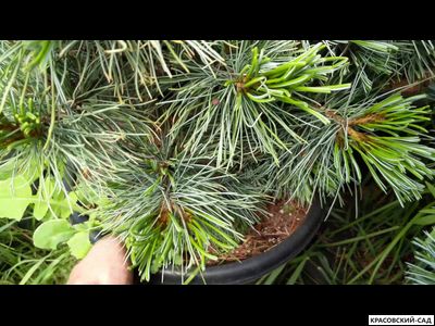 Сосна кедровая Блю Мопс - Blue Mops