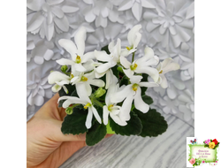 Lunar Lily white (селекционер неизвестен) (лист укоренённый)