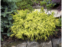 Кипарисовик горохоплодный Filifera Aurea, C2