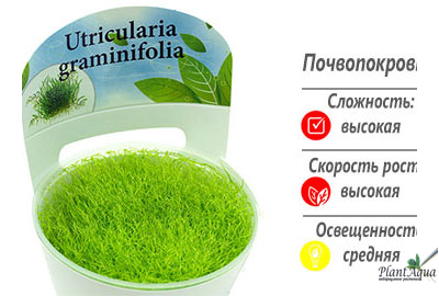 Утрикулярия граминифолия меристемная