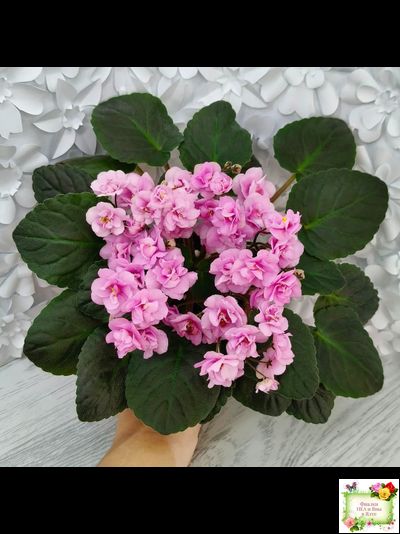 Dresden Doll (P. Harris) (7259) 11/24/1989 трейлер