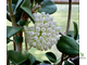 Hoya pachyclada white flowers