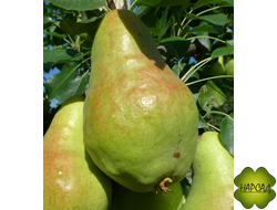 Груша "ВИДНАЯ" (элитный поздне-летний сорт, саженец 2 года)