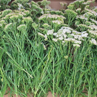 Тысячелистник (Achillea millefolium) 5 г - 100% натуральное эфирное масло