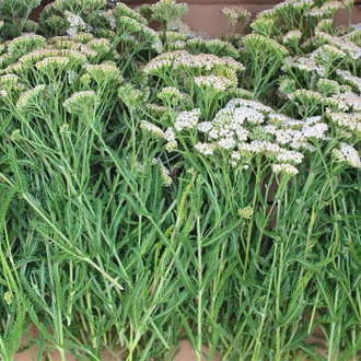 Тысячелистник (Achillea millefolium) 2 г - 100% натуральное эфирное масло