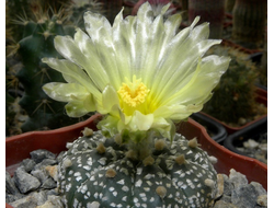 Astrophytum (Астрофитум)