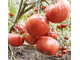 Томат Дакоста португальская (DaCosta's Portuguese)