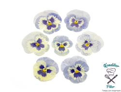 Виола обезвоженная Ice tale - Ледяная сказка (день) (плоская), 5 шт