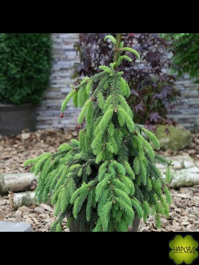 Ель Акрокона (Европейская) (красива и выделяет полезные фитонциды) (3 м)