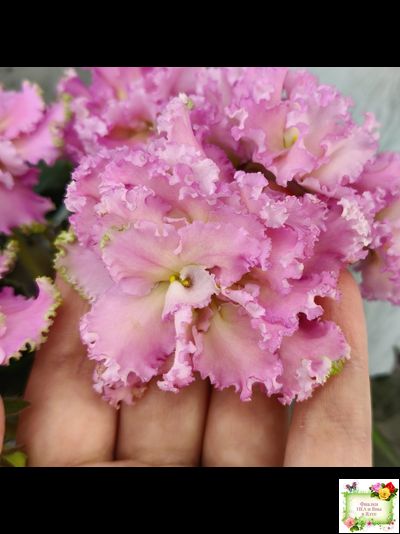 РМ-Саломея (Н. Скорнякова) 2019 г.