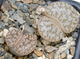 Lithops gracilidelineata v.waldroniae C189 (MG)  - 10 семян