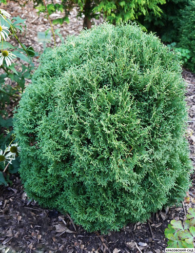 Туя Ватерфилд - Waterfield