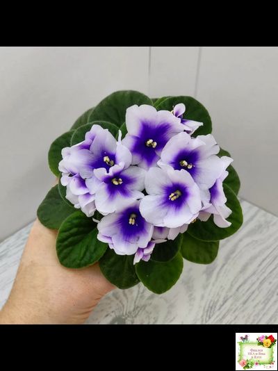 ЛЕ-Мятная Прохлада (Е. Лебецкая) 2019 г.