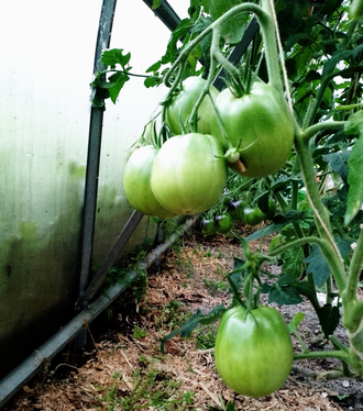 Семена томата Персик из Риги