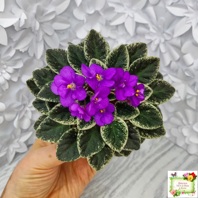 Ness' Tiny Flame (D.Ness)