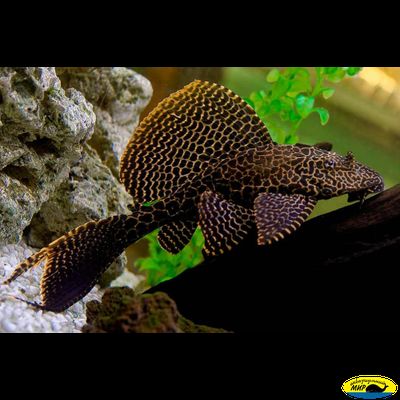 Птеригоплихт