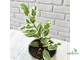 Ficus Benjamina Samantha / фикус Бенджамина Саманта
