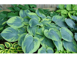 Хоста Токудама Флавоцирциналис (Тokodama Flavocircinalis)